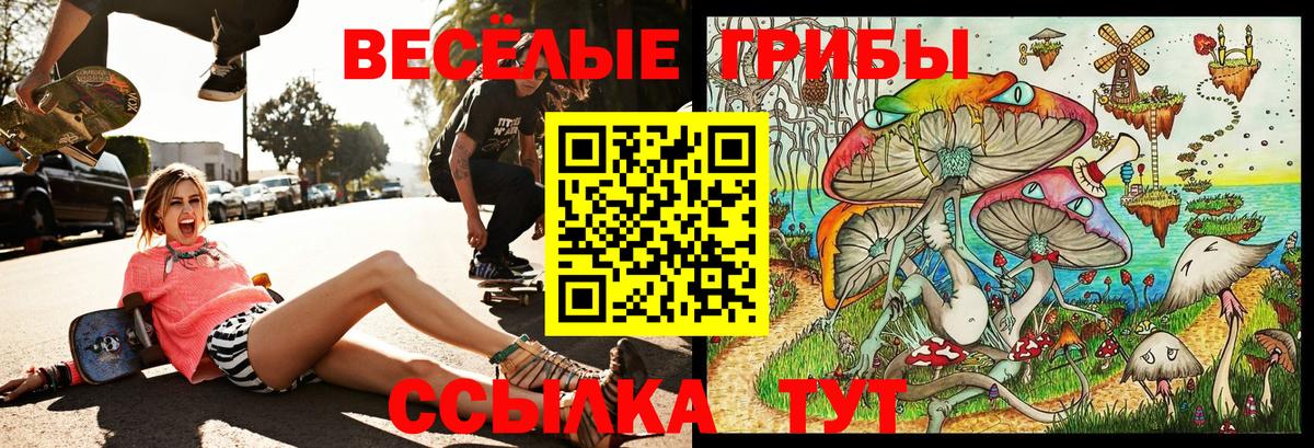 Галлюциногенные грибы Psilocybine cubensis Зеленогорск